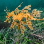 Le praterie di fanerogame marine in Australia a rischio a causa del cambiamento climatico.