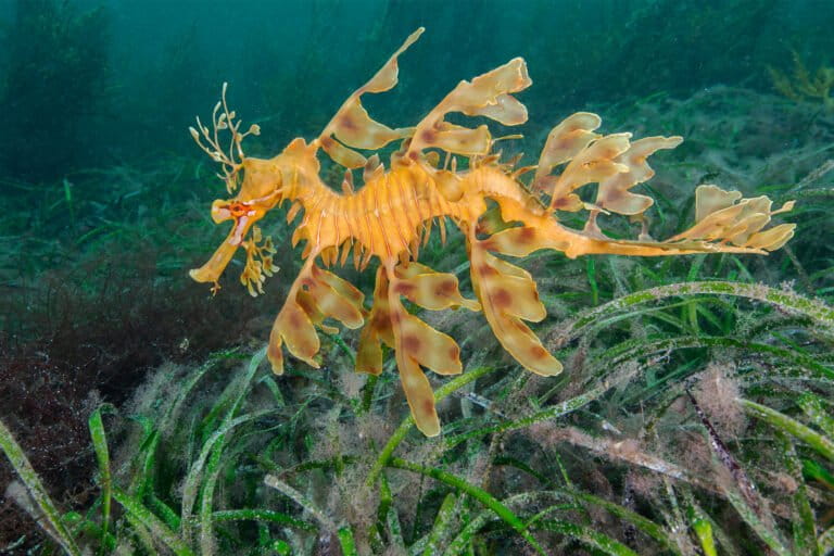 Le praterie di fanerogame marine in Australia a rischio a causa del cambiamento climatico.
