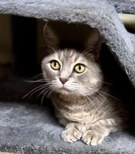 Gideon: il gentiluomo dai pollici extra e un cuore straordinario da scoprire!