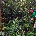 Potare le viti accelera la crescita delle foreste in recupero, studio in Borneo.