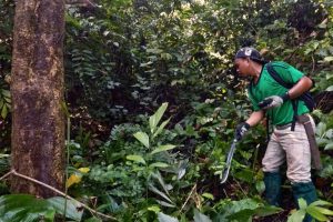 Potare le viti accelera la crescita delle foreste in recupero, studio in Borneo.