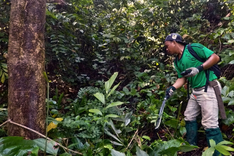 Potare le viti accelera la crescita delle foreste in recupero, studio in Borneo.