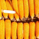 Raccolto abbondante in Zambia nasconde probabile insicurezza alimentare legata a geopolitica e clima.