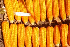 Raccolto abbondante in Zambia nasconde probabile insicurezza alimentare legata a geopolitica e clima.