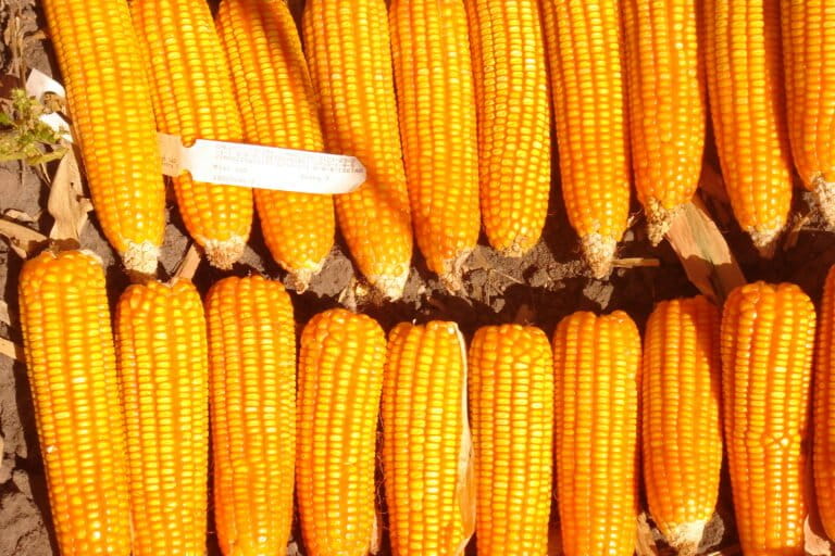 Raccolto abbondante in Zambia nasconde probabile insicurezza alimentare legata a geopolitica e clima.