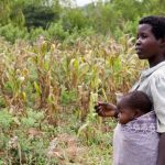 Agricoltori agroecologici in Malawi traggono vantaggio dalla crisi dell’approvvigionamento di fertilizzanti del Golfo.