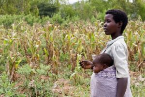 Agricoltori agroecologici in Malawi traggono vantaggio dalla crisi dell’approvvigionamento di fertilizzanti del Golfo.