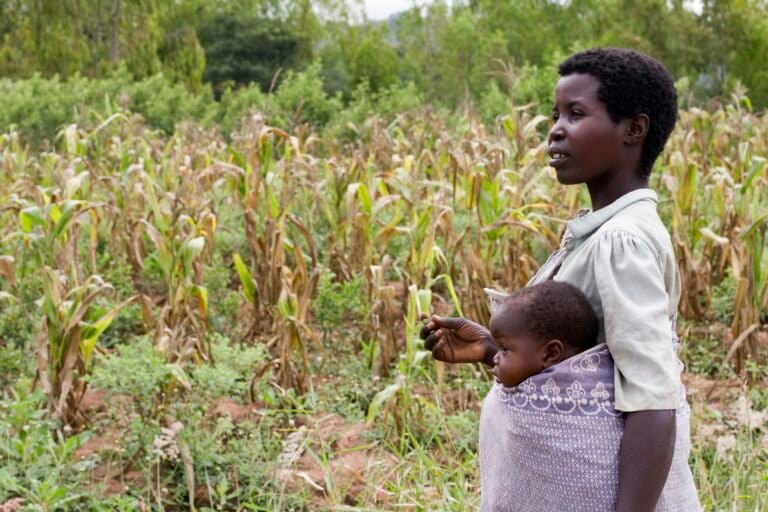 Agricoltori agroecologici in Malawi traggono vantaggio dalla crisi dell’approvvigionamento di fertilizzanti del Golfo.