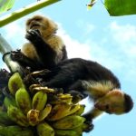 Come il clima estremo del Costa Rica influisce sul comportamento sociale dei cappuccini a volto bianco.