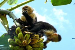 Come il clima estremo del Costa Rica influisce sul comportamento sociale dei cappuccini a volto bianco.