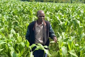 La Guerra del Golfo e il rischio per la sicurezza alimentare in Kenya.