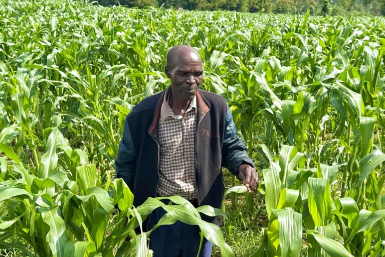 La Guerra del Golfo e il rischio per la sicurezza alimentare in Kenya.