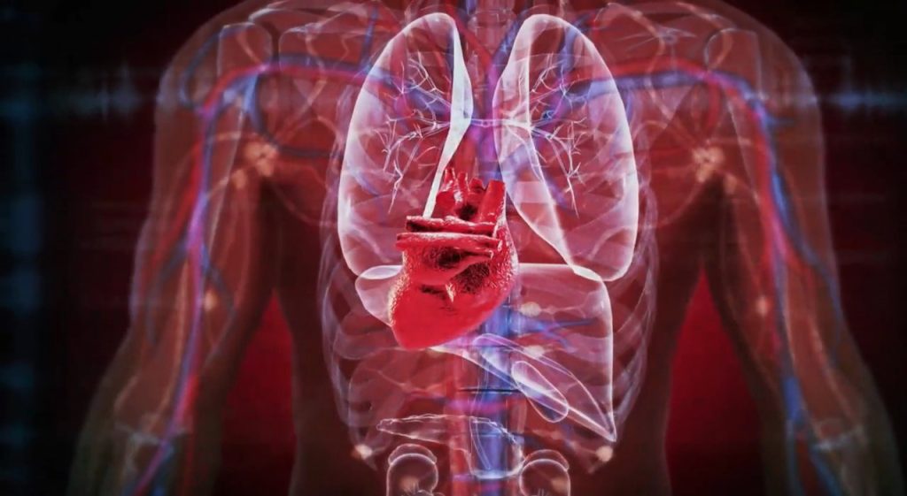 Organoidi “cerotto” per il cuore: innovazione di Stanford rigenera vasi e combatte coronaropatia.
