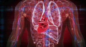 Organoidi “cerotto” per il cuore: innovazione di Stanford rigenera vasi e combatte coronaropatia.