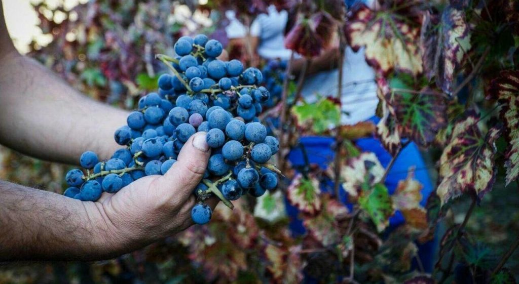 Caldo record: frutta e verdura in calo fino al 30%, Nord in grave crisi.