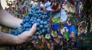 Caldo record: frutta e verdura in calo fino al 30%, Nord in grave crisi.