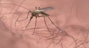 Virus Toscana a Morrovalle: sintomi, rischi e protezione dai pappataci. Scopri di più.