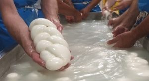 Mozzarella di Bufala: I Cinque Posti Imperdibili per Assaporarla alla Massima Qualità!