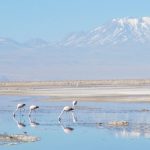 Raccolta di nebbia: una soluzione per la scarsità d’acqua nel deserto di Atacama?