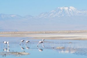 Raccolta di nebbia: una soluzione per la scarsità d’acqua nel deserto di Atacama?