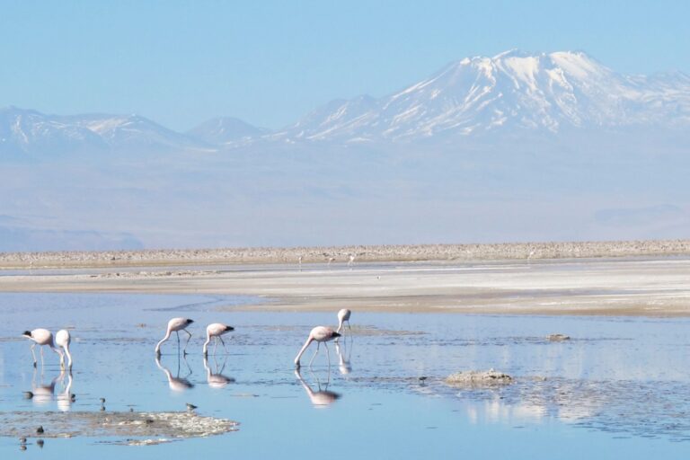 Raccolta di nebbia: una soluzione per la scarsità d’acqua nel deserto di Atacama?