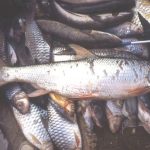 Ritrovamenti del “salmo gigante” del Mekong riaccendono speranze per la sua salvaguardia.