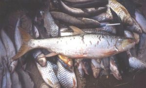 Ritrovamenti del “salmo gigante” del Mekong riaccendono speranze per la sua salvaguardia.