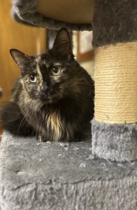 Macie Moo: il compagno prezioso che riempie di gioia ogni giornata. Scoprilo!