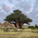 Intervista a un conservazionista del Limpopo: scalare Kilimanjaro senza assistenza