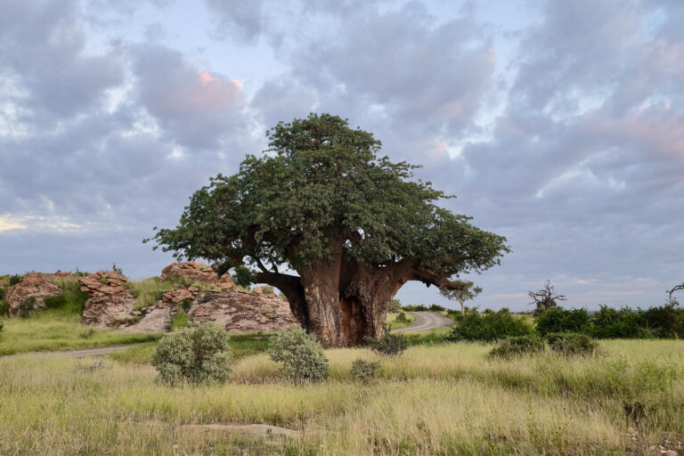 Intervista a un conservazionista del Limpopo: scalare Kilimanjaro senza assistenza