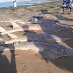 Un ricercatore combatte per salvare il pesce chitarra in via di estinzione in Ghana.