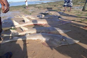 Un ricercatore combatte per salvare il pesce chitarra in via di estinzione in Ghana.