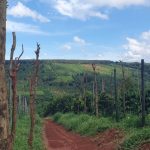 Il boom del caffè in Vietnam sostenuto da decenni di deforestazione, rivela un rapporto.
