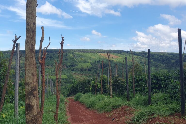 Il boom del caffè in Vietnam sostenuto da decenni di deforestazione, rivela un rapporto.
