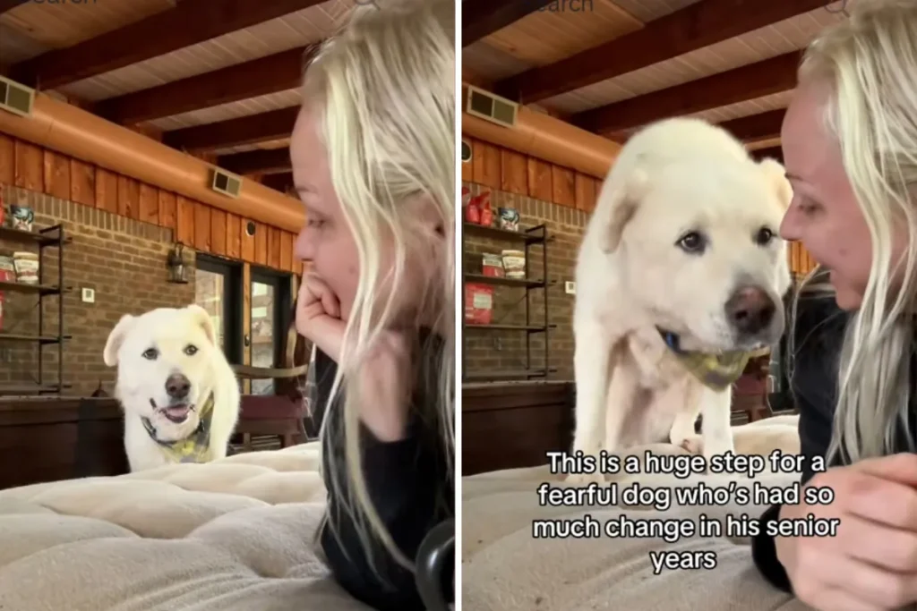 Tre regole essenziali per adottare un cane da rifugio secondo un esperto.