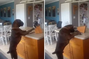 10 Comunissimi Oggetti che Potrebbero Mettere a Rischio la Salute del Tuo Cane