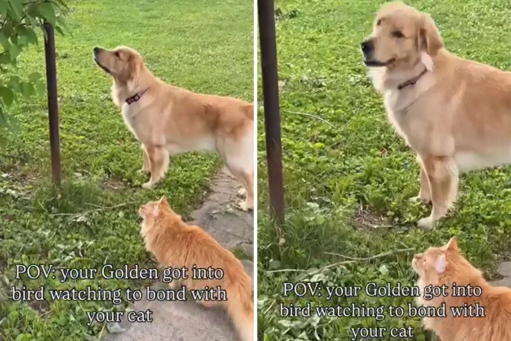 Cani e gatti possono diventare amici: 4 sorprendenti strategie per farli legare.