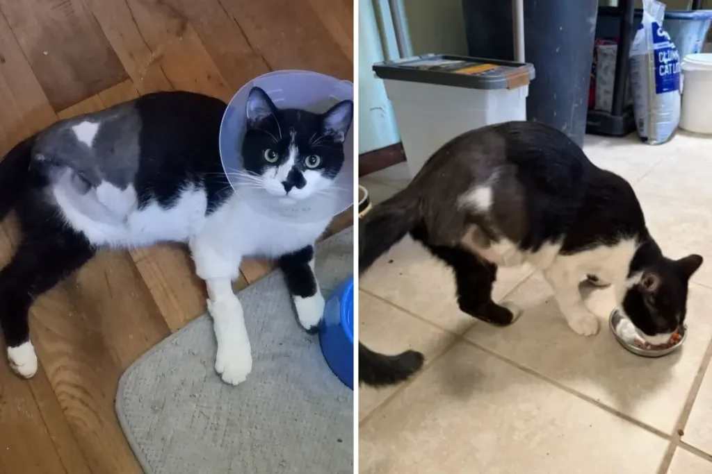 Come guadagnare la fiducia di un gatto traumatizzato del rifugio.