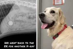 Il giocattolo del tuo cane potrebbe nascondere un rischio per la salute, avverte l’esperto.