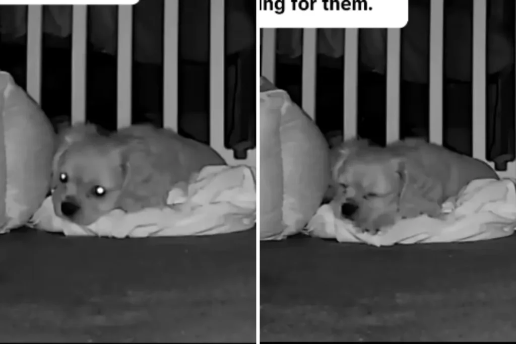Un errore comune che aumenta l’ansia da separazione nei cani e come evitarlo.