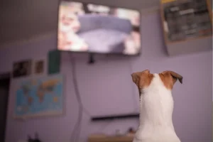 Segnali che indicano se il tuo cane ama guardare la televisione.