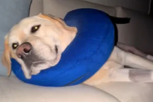 Cosa sapere per accudire il tuo cane dopo un intervento chirurgico.