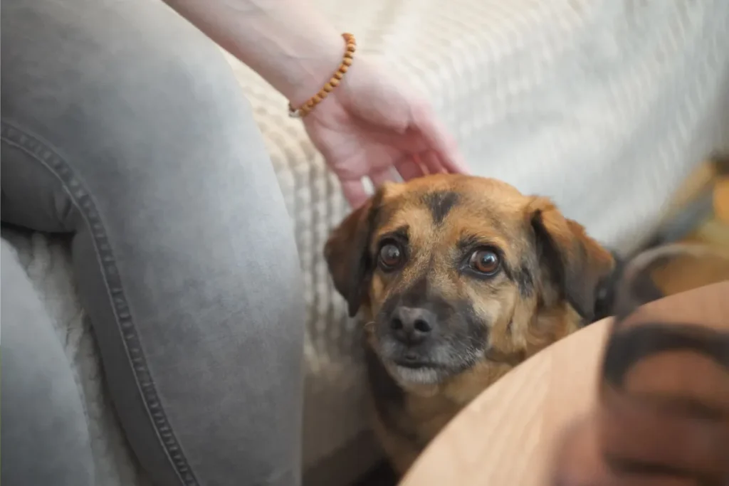Cinque abitudini quotidiane che possono farodiare il tuo cane senza che tu lo sappia.