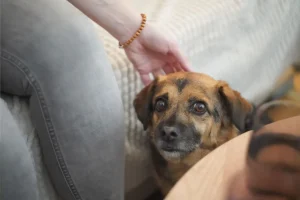 Cinque abitudini quotidiane che possono farodiare il tuo cane senza che tu lo sappia.