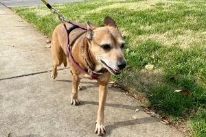 Riconoscere i primi segnali di demenza nel tuo cane: guida utile e semplice.