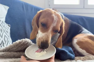 Quante leccornie dovrebbe avere il tuo cane? I consigli dell’esperto per non sbagliare.