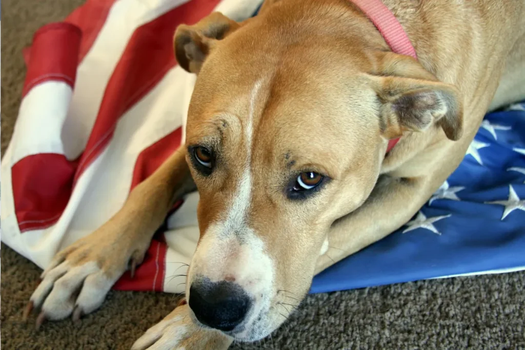 Tre errori comuni dei proprietari di cani durante i fuochi d’artificio.