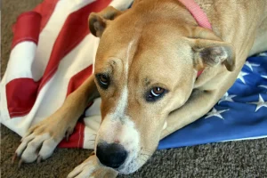 Tre errori comuni dei proprietari di cani durante i fuochi d’artificio.