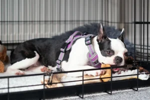4 segnali che indicano quando il tuo cane è pronto ad uscire dalla cuccia.