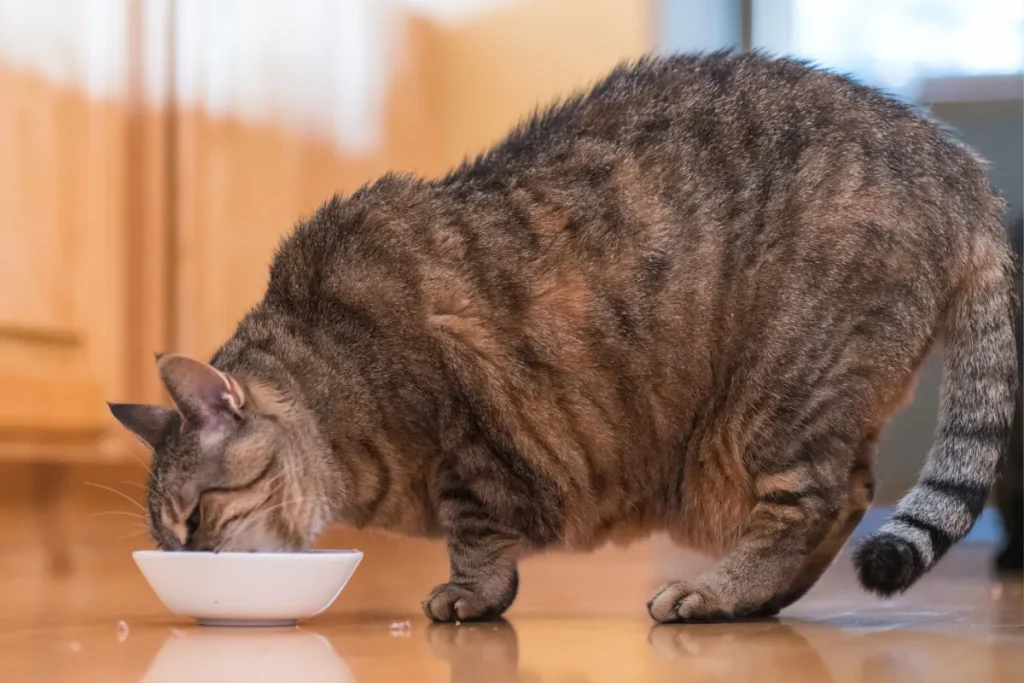 5 segnali che indicano un eccesso di cibo nel tuo gatto: attenzione a uno!